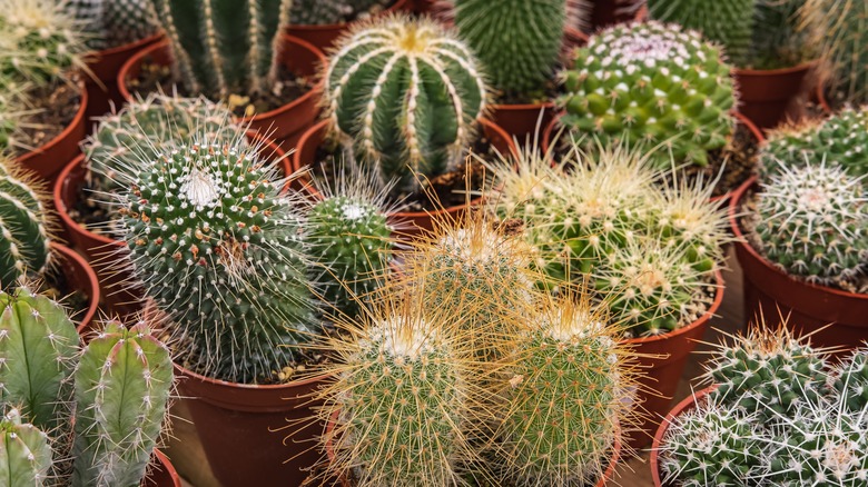 potted cacti