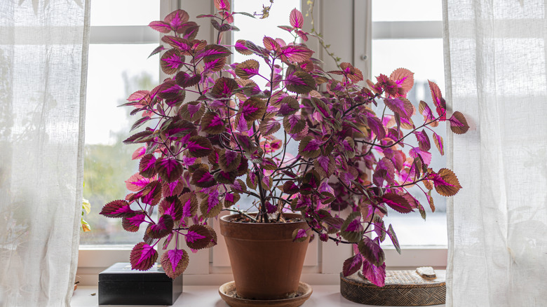 large coleus on windowsill