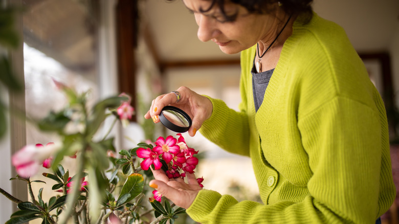 woman inspecting desert rose plant