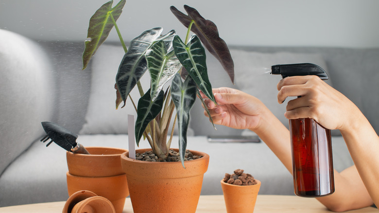 person spraying alocasias 