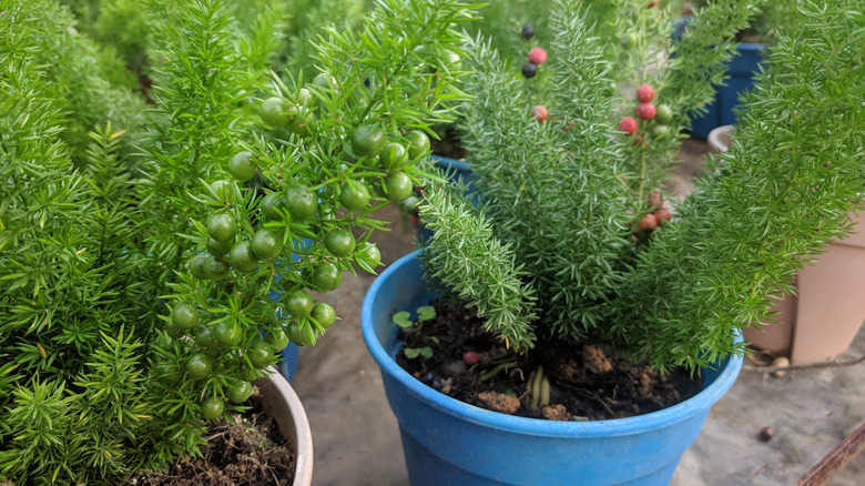 foxtail fern