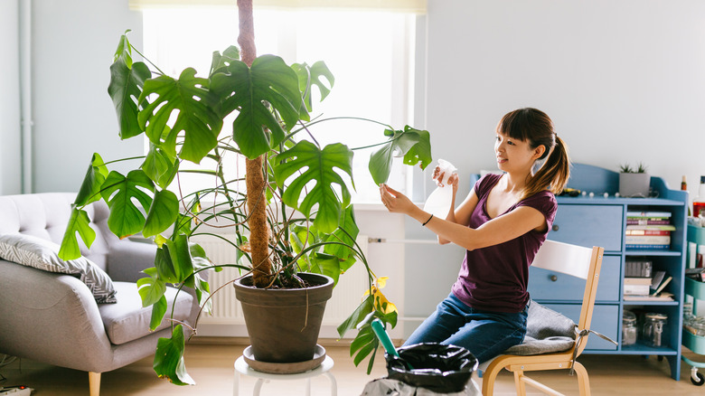 woman spraying monstera deliciosa