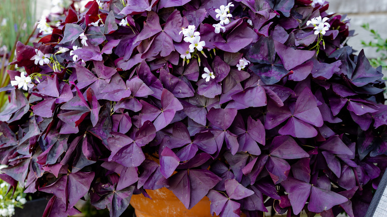 large purple oxalis