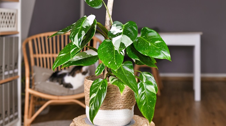 white princess philodendron