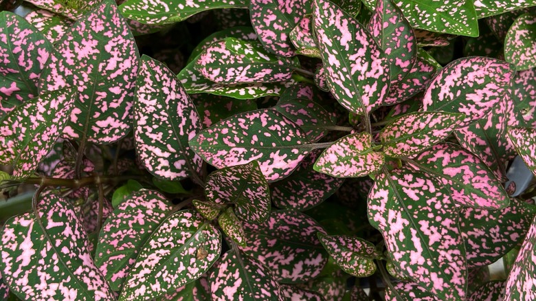 polka dot plant leaves