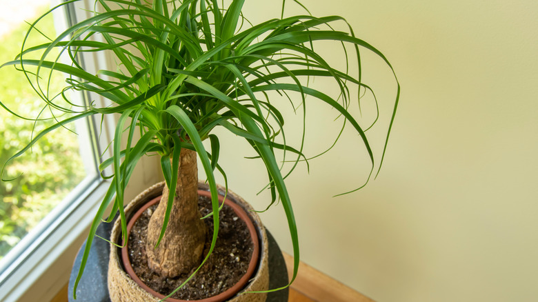 ponytail palm