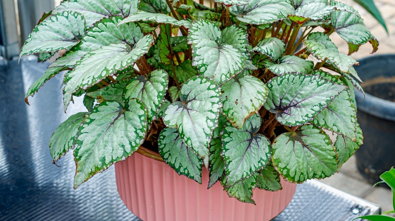 potted rex begonia