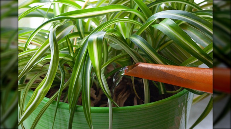 spider plant being watered