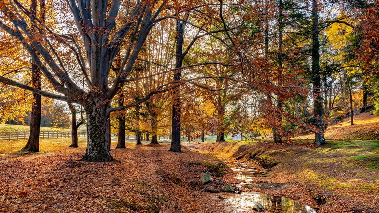 American beech tree next to creek