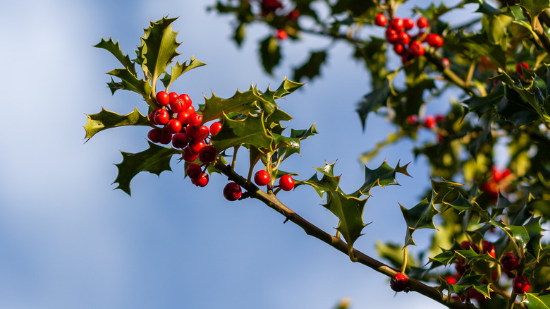 Branch of an american holly tree