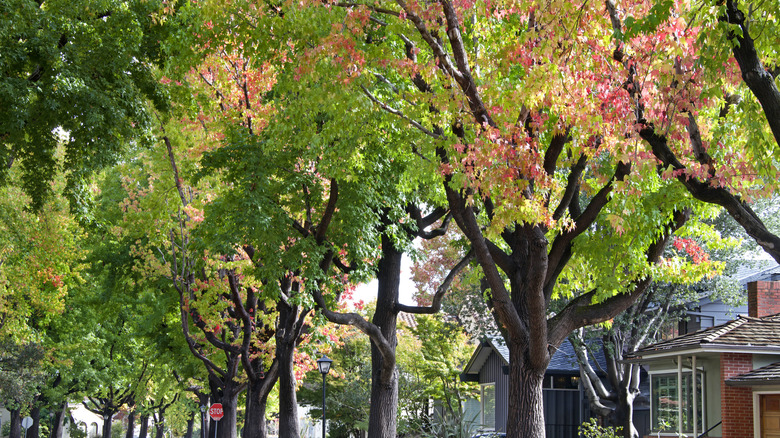 Street lined with american sweetgum trees