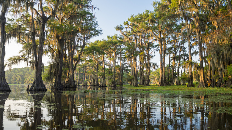 Bald cypress trees in water