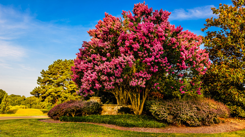 Pink crepe myrtles in full bloom