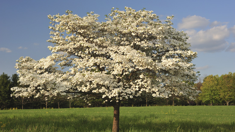 Dogwood tree in full bloom