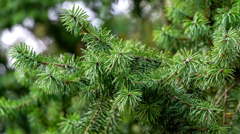 Upclose on needles Douglas fir