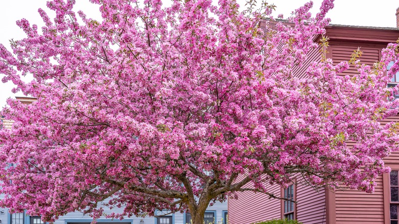 Eastern redbud in full bloom