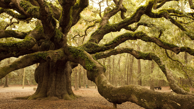 Large oak tree long branches