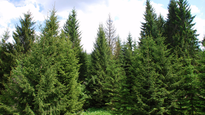 Norway spruce trees