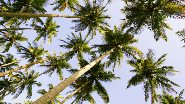 Palm trees towering