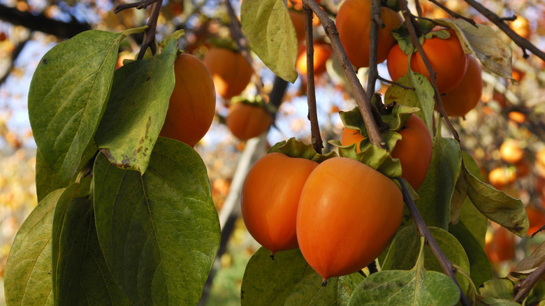 Persimmon on tree