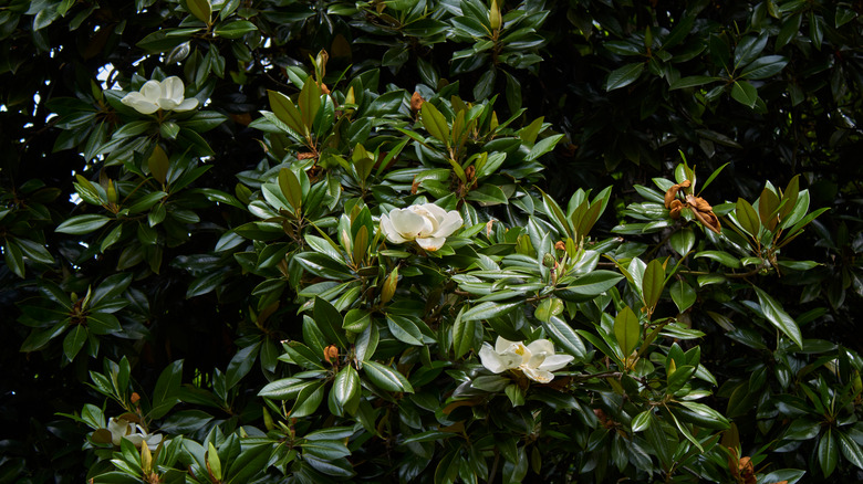 Blooming magnolia tree