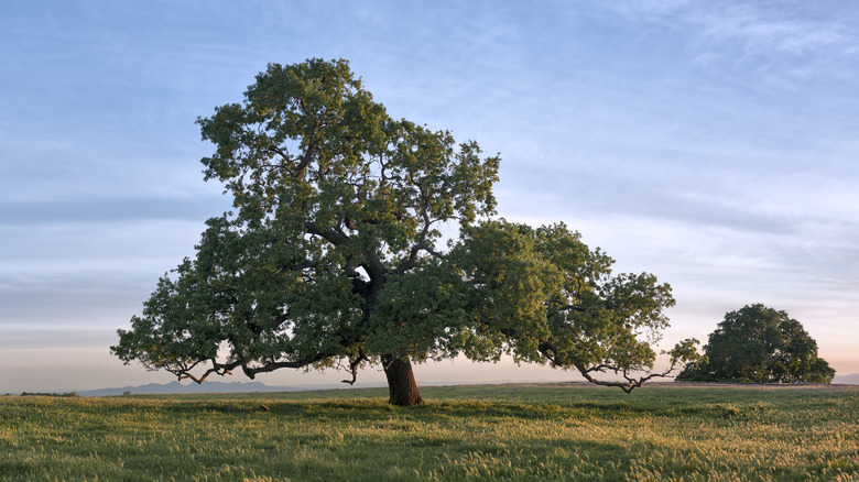 Valley oak tree sunset