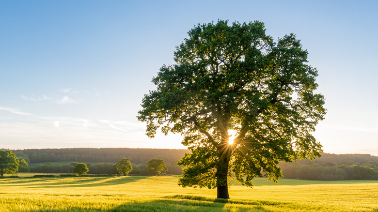 Sun shining through a lush sycamore tree