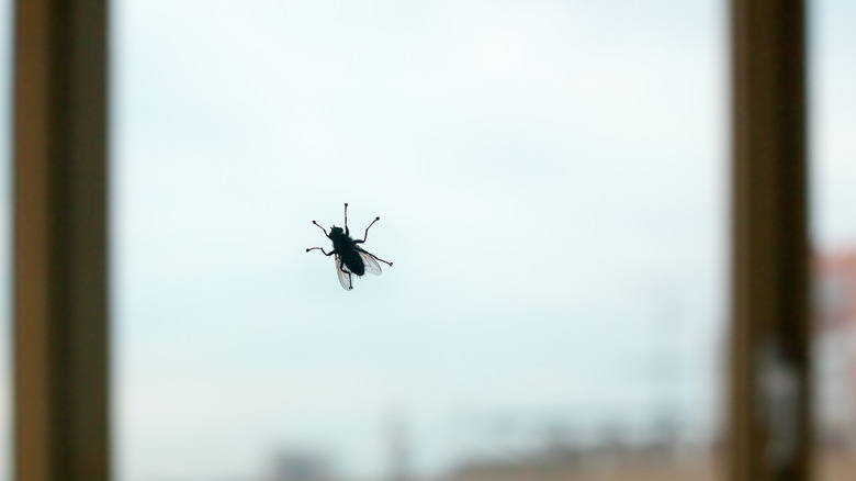 Fly on window