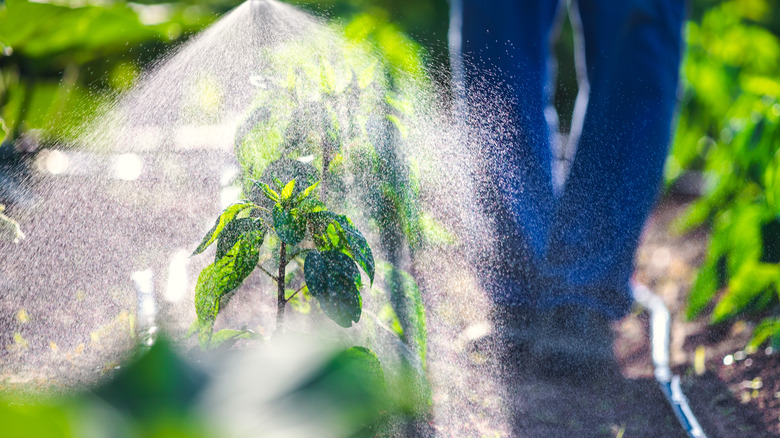 Person spraying weeds