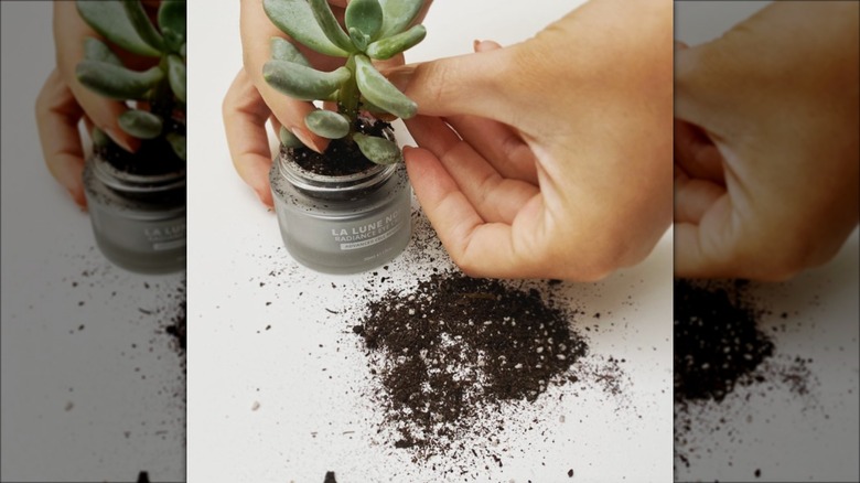 person planting succulent in jar