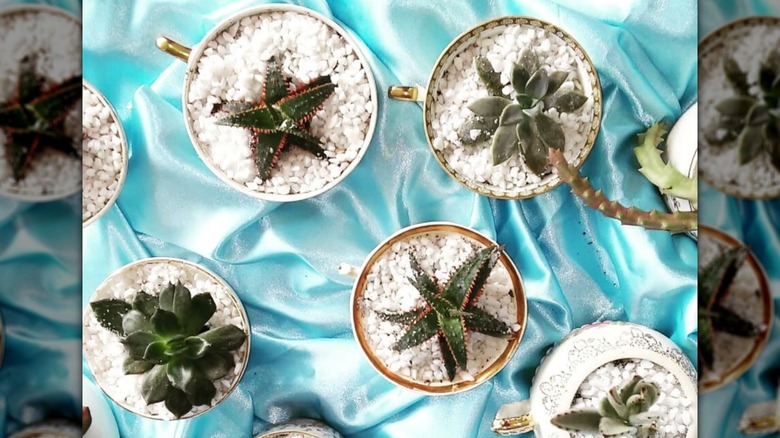 succulents in teacups on teal fabric