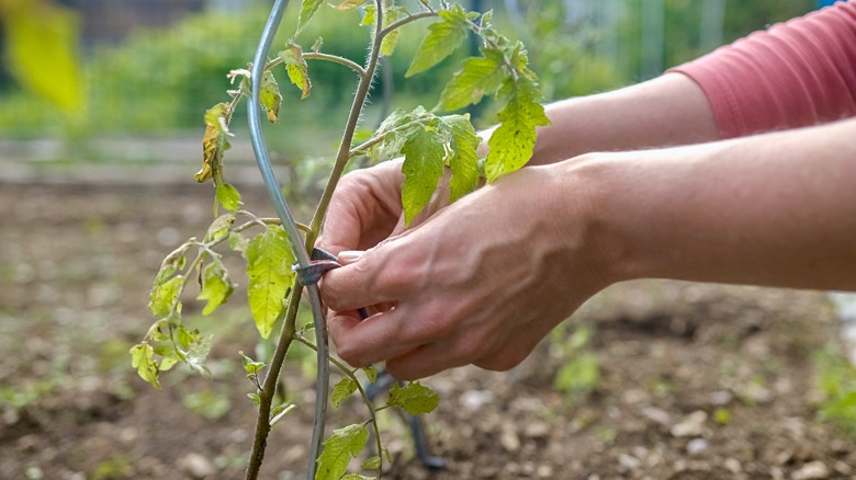 person tying plant to stake