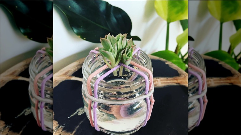 plant cuttings in jar with hair ties