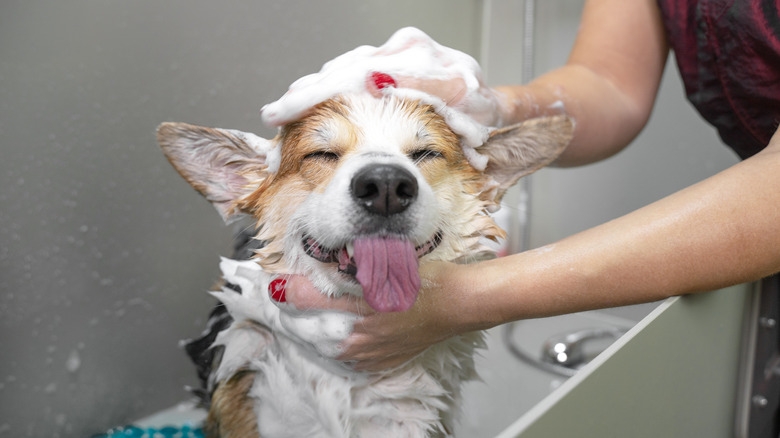 Smiling corgi in bath