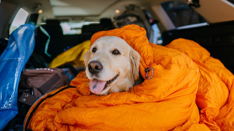 dog in car blanket