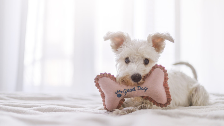 dog with bone toy