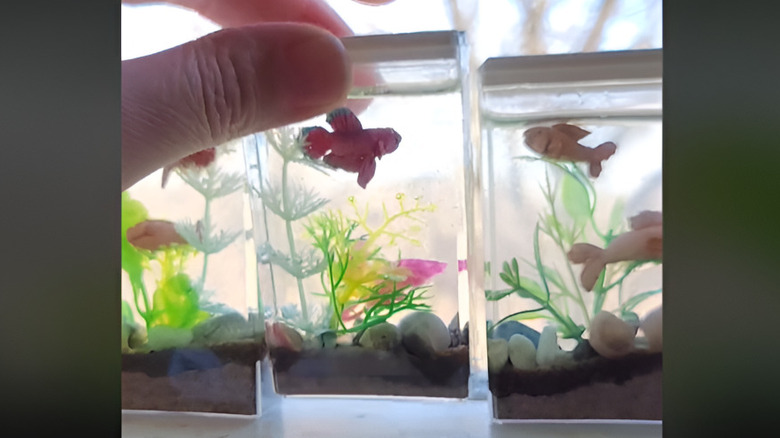 DIY Tic Tac aquarium