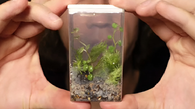 small Tik Tac terrarium