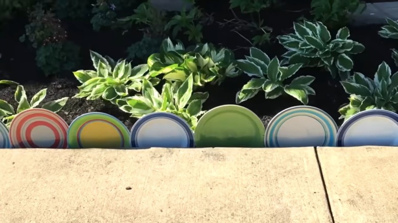 plates lining garden bed