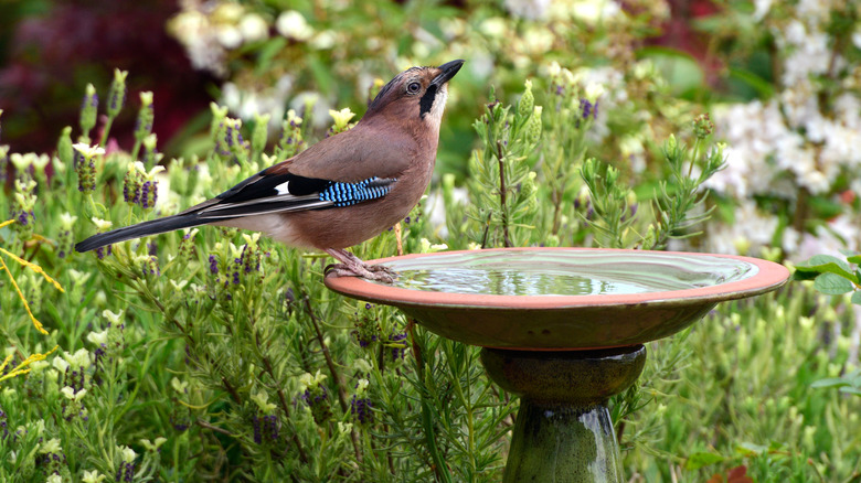 bird perched on bird bath