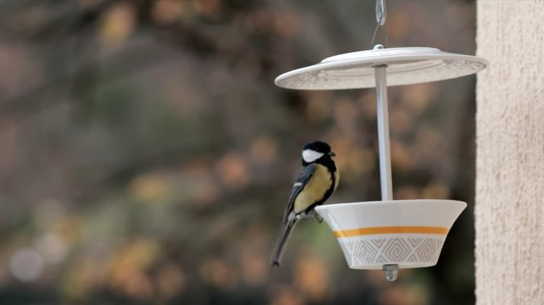 bird perched on DIY feeder
