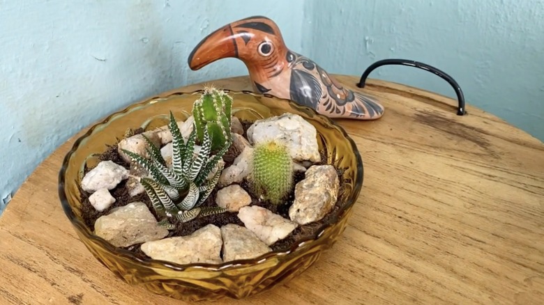 succulents planted in glass bowl