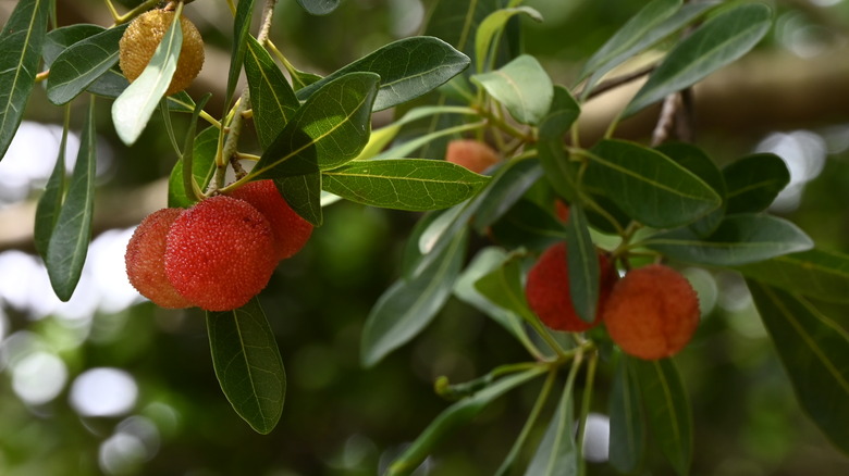 bayberry fruits