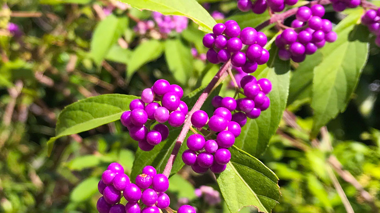 beautyberry fruits