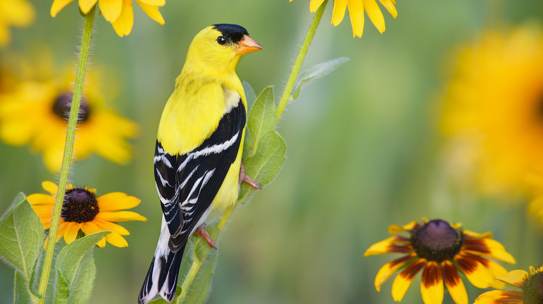 bird and black-eyed susans