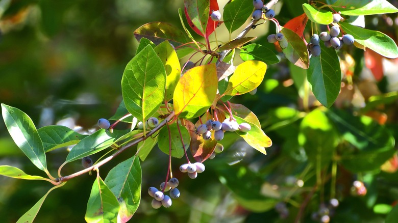 black tupelo berries