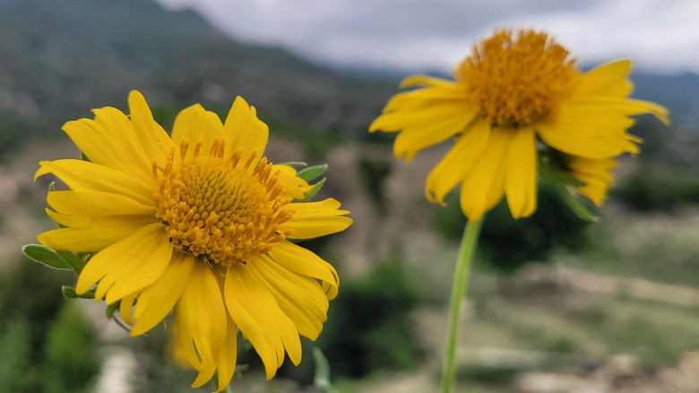 bush sunflower yellow blooms