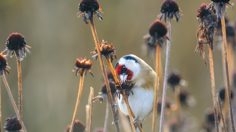 bird on coneflower seedhead