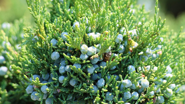 juniper berries