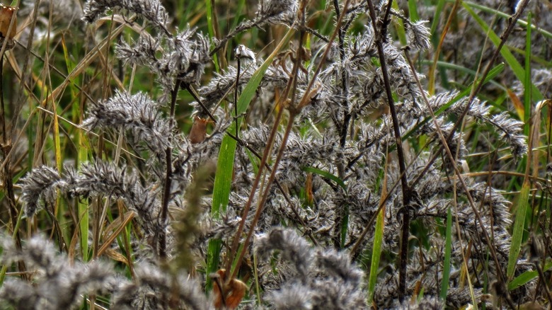 gray goldenrod seeds